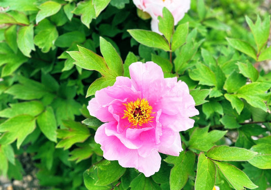 牡丹の花